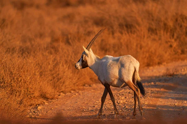 Arabistan Doğası Vahşi Yaşam Jordan Arap Antilobu Beyaz Antilop Antilop — Stok fotoğraf