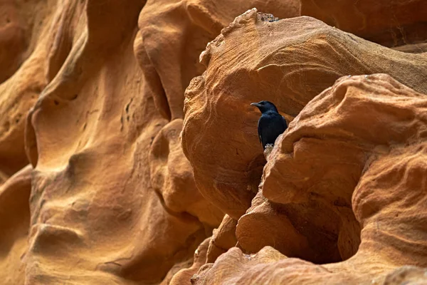 Tristram Starling Onychognathus Tristramii Sitter Sandsten Klippan Wadi Mujib Jodan — Stockfoto