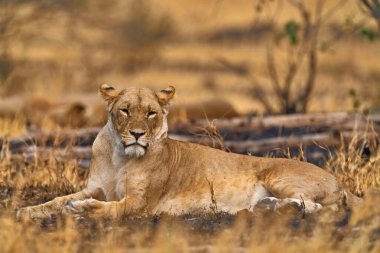 Artistic photo, blur motion art - lion. Botswana wildlife. Lion, fire burned destroyed savannah. Animal in fire burnt place, lion lying in black ash and cinders, Savuti, Africa.