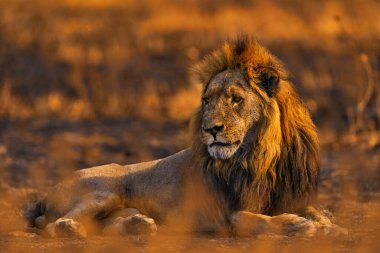 Aslan, yangın savanayı yaktı. Yanan hayvanlar, kül ve kül içinde yatan aslanlar, Botswana 'da Savuti, Chobe NP. Afrika 'da sıcak mevsim. Afrika aslanı, erkek. Botswana Vahşi Hayatı.  