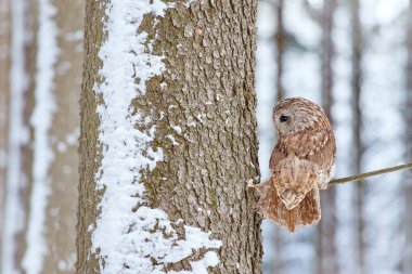 Karlı ormanda uçan baykuş. Avrasya Tawny Baykuşu, Strix aluco, arka planda güzel karlı bulanık orman ile aksiyon sahnesi.