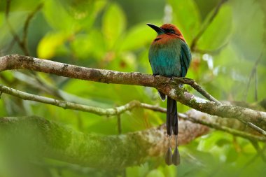 Broad-billed Motmot, Electron platyrhynchum, portrait of nice big bird in wild nature, beautiful coloured forest background, art view, Costa Rica.