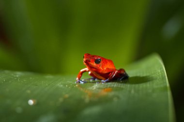 Wildlife tropic. Red-eyed Tree Frog, Agalychnis callidryas, animal with big red eyes, in the nature habitat. Beautiful amphibian in the night forest, exotic animal from central America on red flower.