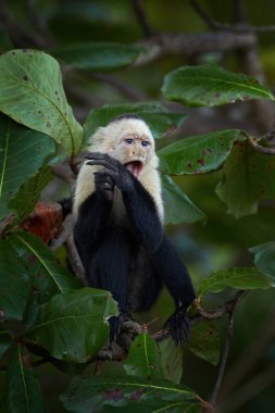 White-headed Capuchin, Cebus imitator, black monkey sitting on tree branch in the dark tropical forest. Wildlife of Costa Rica. Travel holiday in Central America. 