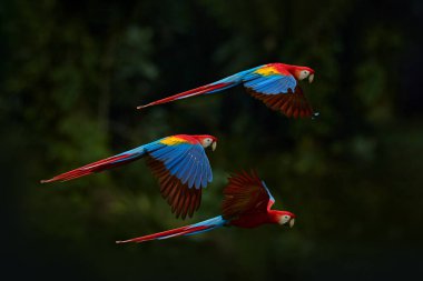 Koyu yeşil bitki örtüsünde uçan kırmızı papağan. Scarlet Macaw, Ara macao, Brezilya 'nın tropik ormanlarında. Doğadan vahşi yaşam sahnesi. Yeşil orman ortamında uçan papağan..