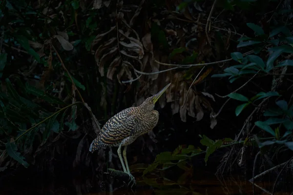 Bare Throated Tiger Heron Tigrisoma Mexicanum Nature Green Vegetation Water — Stock Photo, Image