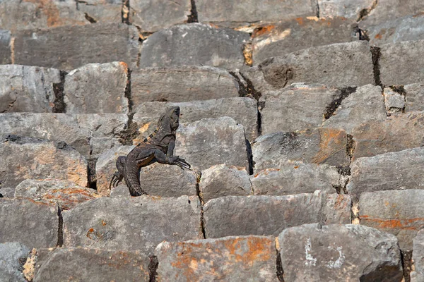 Wildlife Animal Scene Nature Maya Ruin Uxmal Lizard Long Tail — Fotografia de Stock