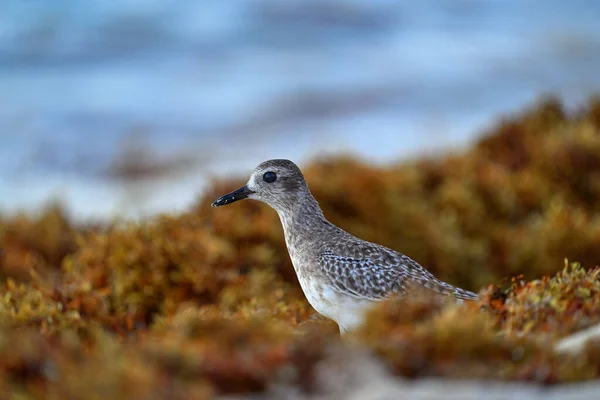 Grey Plover Pluvialis Squatarola Water Sea Bird Playa Del Carmen — Stockfoto