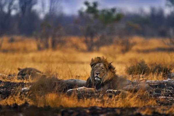 Африканский Лев Мужчина Дикая Природа Ботсваны Лев Огонь Уничтожил Саванну — стоковое фото