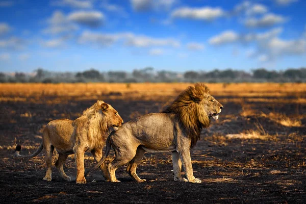 Lion Male Fight Fire Burned Destroyed Savannah Animal Fire Burnt — Stock Photo, Image