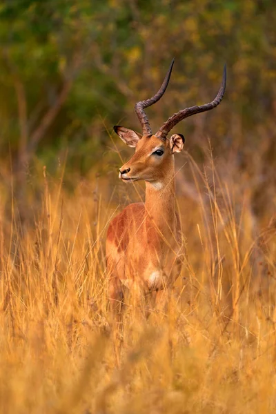 Antylopa Sawannie Trawiastej Okavango Rpa Impala Złotej Trawie Piękna Impala — Zdjęcie stockowe