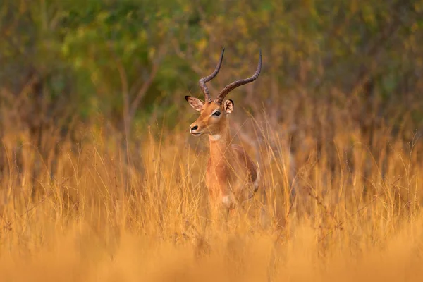 Antelope Trávě Savana Okavango Jižní Africe Impala Zlaté Trávě Krásná — Stock fotografie