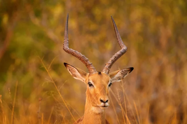 草の中のカモシカサバンナ オカバンゴ南アフリカ 黄金の草の中のImpala 夕方の太陽と草の中の美しいインパラ 自然の生息地で動物 アフリカの野生動物の日没 — ストック写真