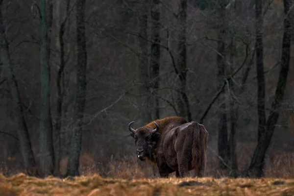 Big Brown European Bison Bison Autumn Forest Sunny Scene Big — Stock Photo, Image