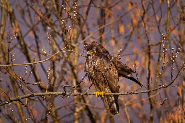 Spring time, buzzard hawk with     bud sprout tree in March, Poland in Europe.  Wildlife scene from the nature. Common Buzzard, Buteo buteo, wild bird in the forest.