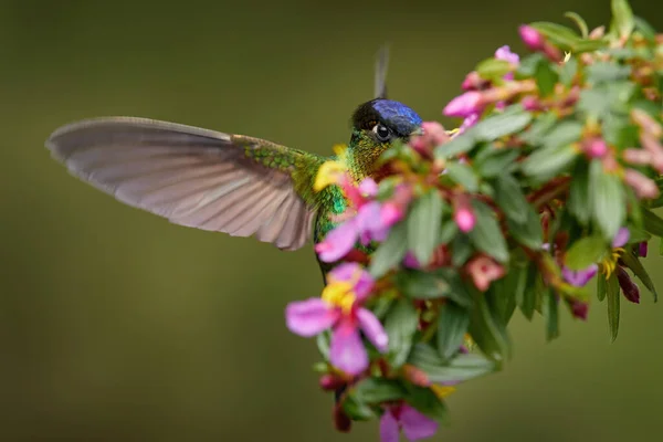 Ognisto Gardłowy Koliber Panterpe Insignis Latający Obok Pięknego Różowego Kwiatu — Zdjęcie stockowe