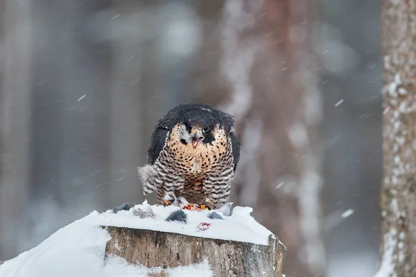 Peregrine Falcon, bird of prey sitting on the tree stump with catch during winter with snow, Germany. Falcon witch killed dove. Wildlife scene from snowy nature.