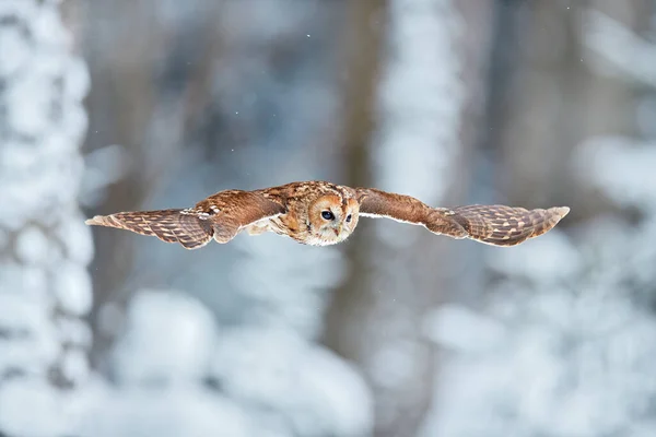 Flyvende Ugle Den Sneklædte Skov Handling Scene Med Eurasisk Tawny - Stock-foto