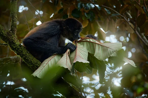 Palmiye Ağacındaki Örümcek Maymun Kosta Rika Nın Yeşil Yaban Hayatı — Stok fotoğraf