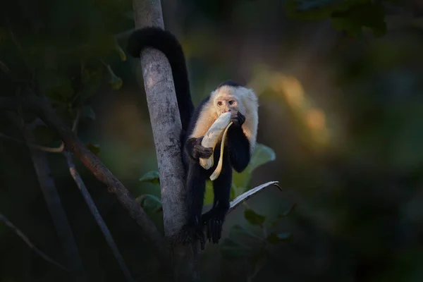Banana Food Hand White Headed Capuchin Cebus Imitator Black Monkey — Stock Photo, Image