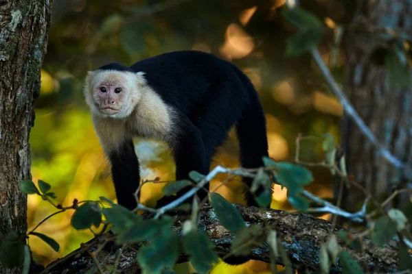 White Headed Capuchin Cebus Imitator Black Monkey Sitting Tree Branch — Stock Photo, Image