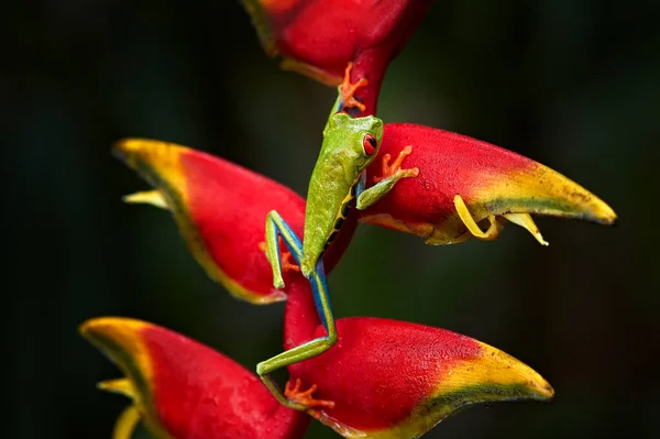 Tropische Dieren Het Wild Roodoogboomkikker Agalychnis Callidryas Dier Met Grote — Stockfoto