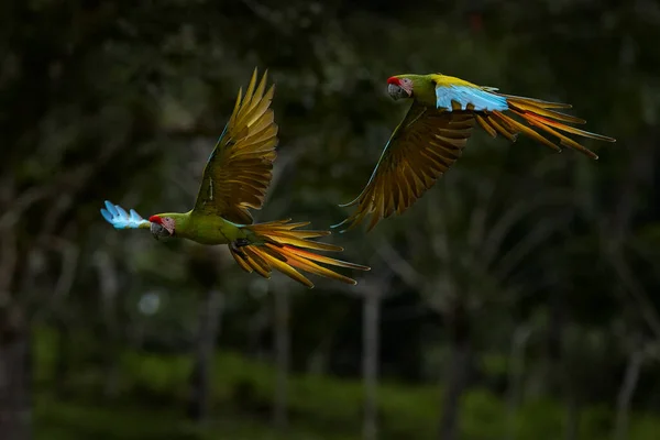 Great Green Macaw Ara Ambiguus Also Known Buffon Macaw Wild — Stock Photo, Image