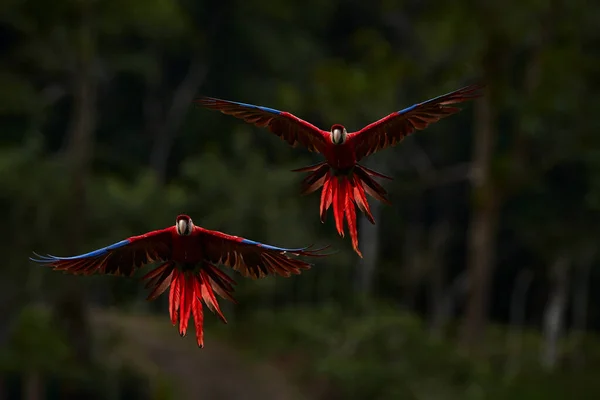 Red parrots flying in dark green vegetation. Scarlet Macaw, Ara macao, in tropical forest, Costa Rica. Wildlife scene from nature. Parrot in flight in the green jungle habitat.