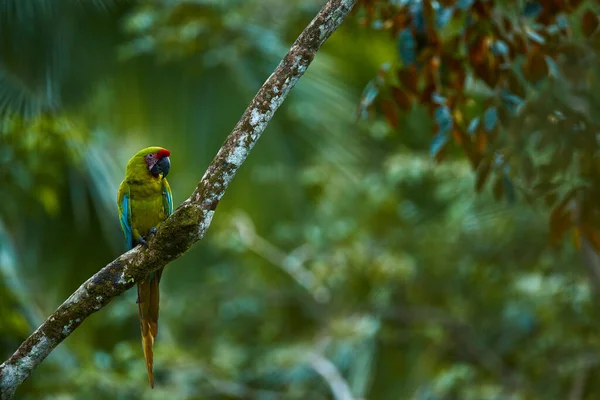 Wildlife Costa Rica Parrot Great Green Macaw Tree Ara Ambigua — Stock Photo, Image