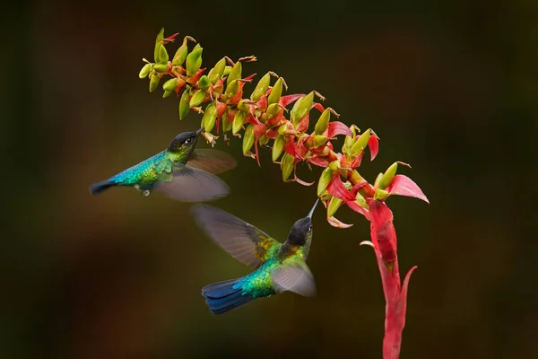 Fiery Throated Hummingbird Panterpe Insignis Flying Next Beautiful Pink Flower — Fotografia de Stock