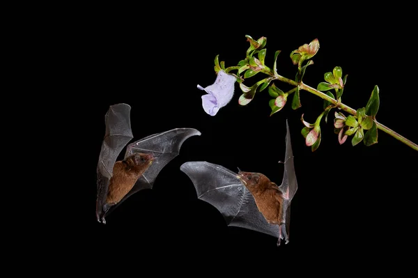 Nocturnal animal in flight with red feed flower. Wildlife action scene from tropic nature, Costa Rica. Night nature, Pallas's Long-Tongued Bat, Glossophaga soricina, flying bat in dark night.
