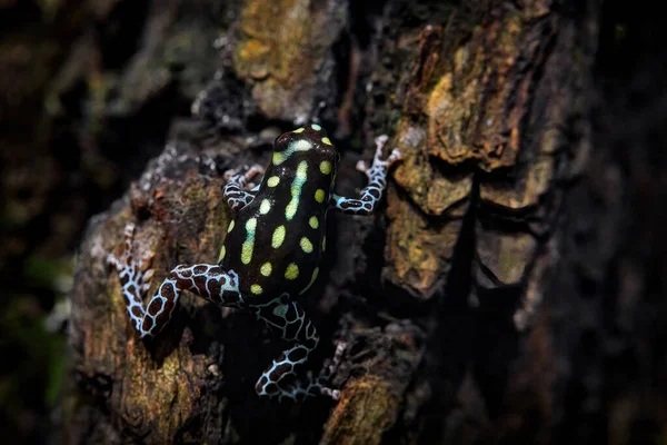 Dendrobates Danger Frog Central Peru Brazil Beautiful Blue Yellow Amphibian — Stok fotoğraf