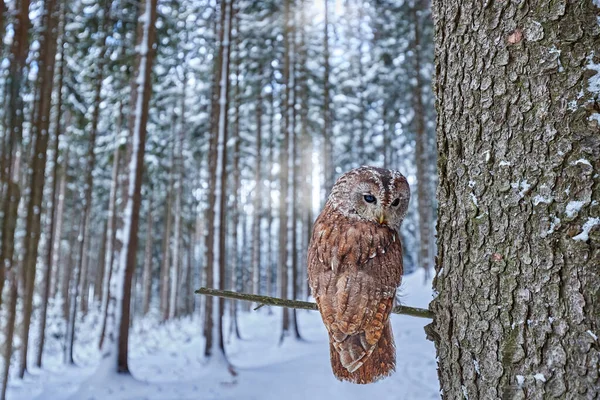 Owl, wide angle lens. Winter forest with Tawny Owl snow during winter, snowy forest in background, nature habitat. Wildlife scene from cold winter. Photo with wide angle lens with forest habitat.