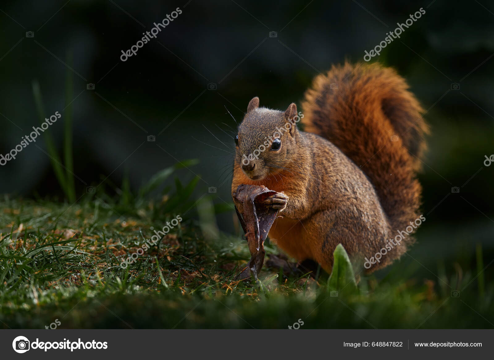Deciduous Forest Squirrel