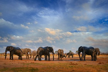 Su birikintisinin yakınında fil sürüsü, bulutlu mavi gökyüzü. Afrika fili, Savuti, Botswana 'da Chobe NP. Doğadan vahşi yaşam sahnesi, doğal ortamdaki fil, Afrika.