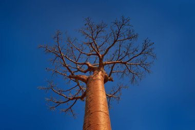 Madagaskar 'dan Baobab arazisi sokağı. En ünlü tipik yer L 'alle des baobab, güneşli bir gün ile çakıl yolu mavi gökyüzü ile büyük yaşlı ağaçlar ile beyaz bulutlar. Morondawa yakınlarındaki doğa.
