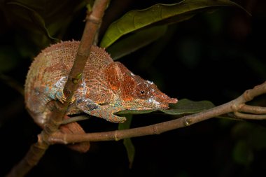 Calumma crypticum, Mavi bacaklı bukalemun, Ranomafana NP 'nin doğal yaşam alanındaki ağaç dalında oturuyor. Madagaskar 'dan Endemik Kertenkele. Geceleyin bukalemun.