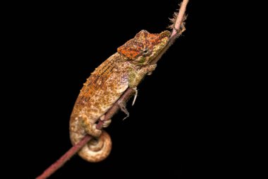 Calumma fallax, kısa burunlu aldatıcı bukalemun, Ranomafana NP doğal yaşam alanındaki ağaç dalında oturuyor. Madagaskar 'dan Endemik Kertenkele. Geceleyin bukalemun.