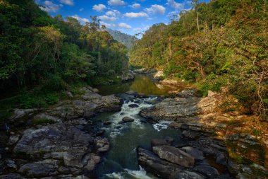 Madagascar mountain river tropic landscape. Trees above the river  Namorana, Ranomafana NP, Madagascar. Travel in Africa jungle. Sunny day in nature, Madagascar wildlife. clipart