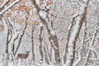 Kar geyiğini bulun. Kış doğası. Kızıl geyik, Cervus elaphus, vahşi yaşam ormanlarındaki büyük hayvan. Meşe ağaçları dağında geyik, Studen Kladenc, Doğu Rodopes, Bulgaristan Avrupa 'da.