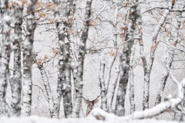 Winter nature. Red deer, Cervus elaphus, big animal in the wildlife forest habitat. Deer in the oak trees mountain, Studen Kladenec, Eastern Rhodopes, Bulgaria in Europe.