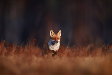 Vahşi yaşam. Turuncu sonbahar kongre çayırında koşan tilki. Tatlı kızıl tilki, sonbahar ormanında Vulpes vulpes. Doğa habitatında güzel bir hayvan. Vahşi Polonya, Avrupa 'dan vahşi yaşam sahnesi. Yaşam alanında sevimli bir hayvan.