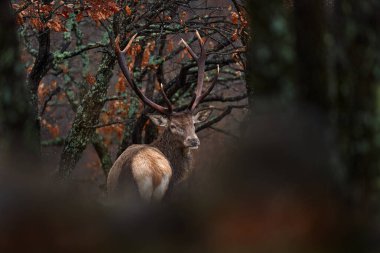 Hayvan yaban hayatı. Kızıl geyik, Cervus elaphus, doğal orman habitatındaki büyük hayvan. Meşe ağaçları dağında geyik, Studen Kladenc, Doğu Rodopes, Bulgaristan Avrupa 'da. 