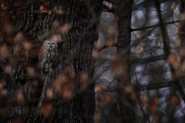 Tawny baykuşu, Strix aluco, karanlık ormanda. Çek Cumhuriyeti, Prag 'daki ağaç habitatındaki kuş. Vahşi doğada sonbahar yaban hayatı. Baykuş ağaç gövdesinde oturuyor. Önünde portakal yaprakları var.. 