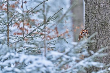 Ağaçların arasına saklanmış Tawny baykuşu. Karanlık orman ortamındaki ağaç gövdesinde oturuyor. Doğada güzel bir hayvan. Almanya ormanındaki kuş. Ormanda sonbahar yaban hayatı. Kuşla birlikte portakal yaprakları.
