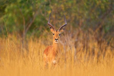 Okavango Güney Afrika 'da, çim ovasında antilop. Altın çimenlikteki Impala. Akşam güneşli çimenlerde güzel bir impala. Doğa habitatındaki hayvanlar. Afrika 'da günbatımı vahşi yaşam. 