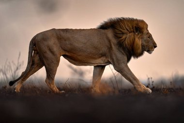 Aslan, yangın savanayı yaktı. Yanan hayvanlar, kül ve kül içinde yatan aslanlar, Botswana 'da Savuti, Chobe NP. Afrika 'da sıcak mevsim. Afrika aslanı, erkek. Botswana Vahşi Hayatı.  