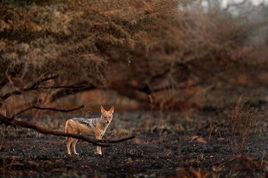 Siyah Sırtlı Çakal, Canis bana biraz ateş yaktı, yok edilmiş savanayı yaktı. Yanan hayvanlar, siyah kül ve kül içinde yatan Çita, Botswana 'da Savuti, Chobe NP. Afrika 'da sıcak mevsim. Vahşi yaşam.