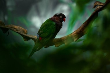 Papuan Stella 'nın Lorikeet' i, Charmosyna papou stellae, Batı Papua tropik ormanı. Yeşil kırmızı, siyah papağan doğal ortamında. Lorikeet doğanın dalında şarkı söylüyor. Doğa yaban hayatı, kuş yaşam alanı