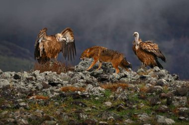 Akbabalar grubuyla çakal dövüşü. Griffon Vulture, Gyps fulvus, kayalık dağlarda oturan büyük yırtıcı kuşlar, doğa habitatı, Madzarovo, Bulgaristan, Doğu Rhodopes. Balkan 'dan vahşi yaşam.
